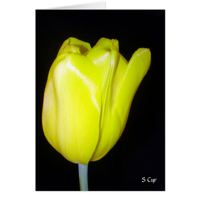 Yellow Tulip, S Cyr (Voorkant)