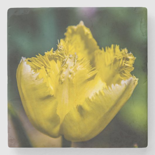 Yellow Tulip Stenen Onderzetter (Voorkant)