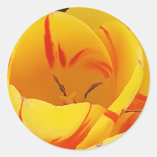Yellow Tulip Sticker (Voorkant)