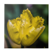 Yellow Tulip Tegeltje (Voorkant)