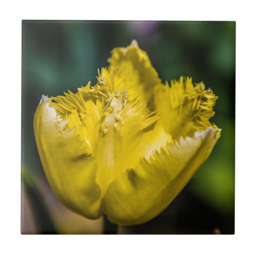 Yellow Tulip Tegeltje (Voorkant)