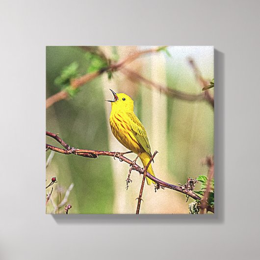 Yellow Warbler Singing Canvas Afdruk (Voorkant)