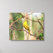 Yellow Warbler Singing Canvas Afdruk (Voorkant)