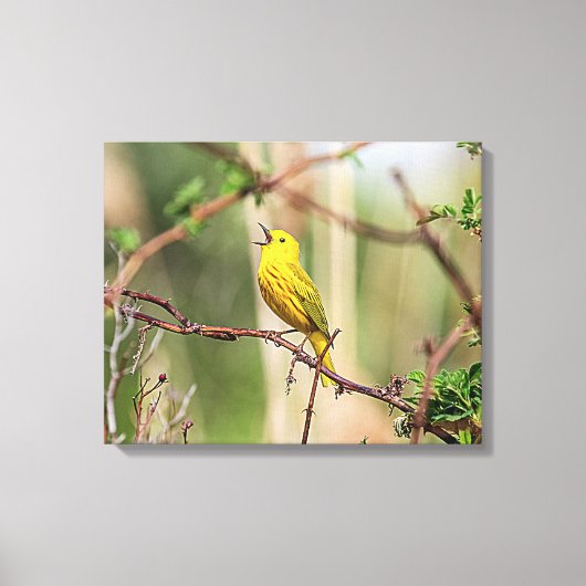 Yellow Warbler Singing Canvas Afdruk (Voorkant)