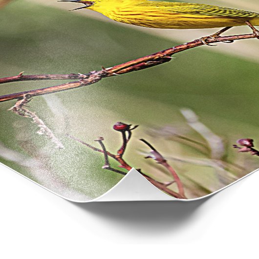 Yellow Warbler Singing Foto Afdruk (Hoek)