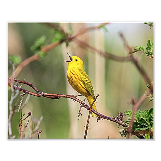 Yellow Warbler Singing Foto Afdruk (Voorkant)