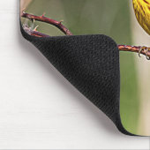 Yellow Warbler Singing Muismat (Hoek)