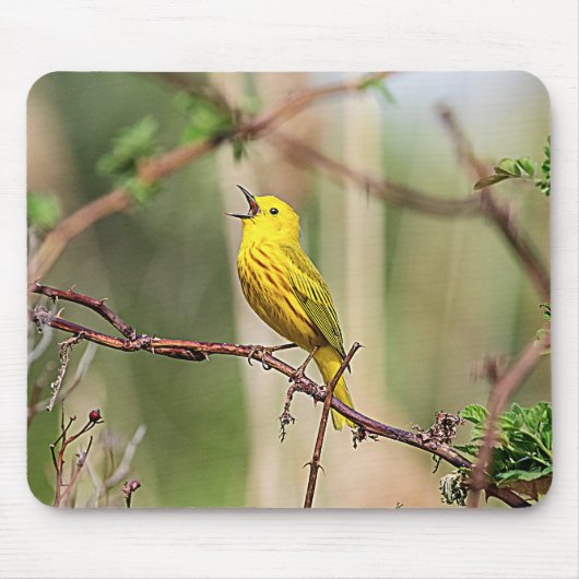 Yellow Warbler Singing Muismat (Voorkant)