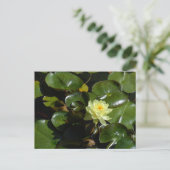 Yellow Water Lily Briefkaart (Staand voorkant)