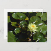 Yellow Water Lily Briefkaart (Voorkant / Achterkant)
