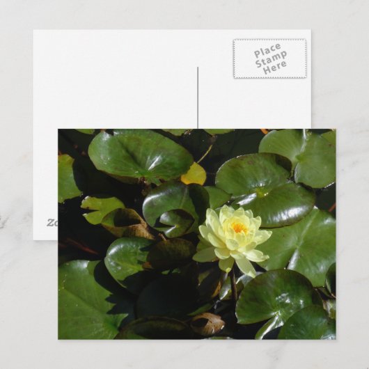 Yellow Water Lily Briefkaart (Voorkant / Achterkant)