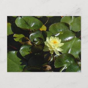 Yellow Water Lily Briefkaart