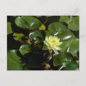 Yellow Water Lily Briefkaart (Voorkant)