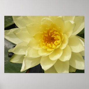 Yellow Water Lily Poster