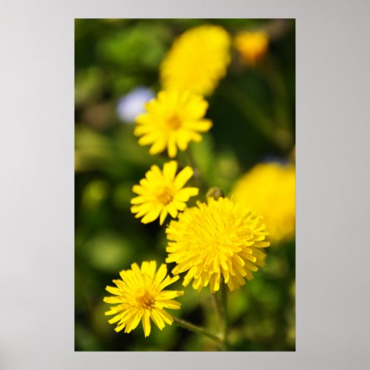 Yellow Wild Flower Photo Poster (Voorkant)
