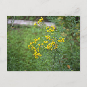 Yellow Wildflowers Briefkaart