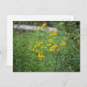 Yellow Wildflowers Briefkaart (Voorkant / Achterkant)