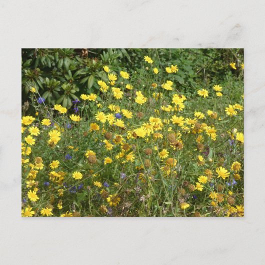 Yellow Wildflowers DIY Briefkaart (Voorkant)