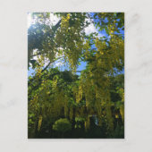 Yellow Wisteria Briefkaart (Voorkant)