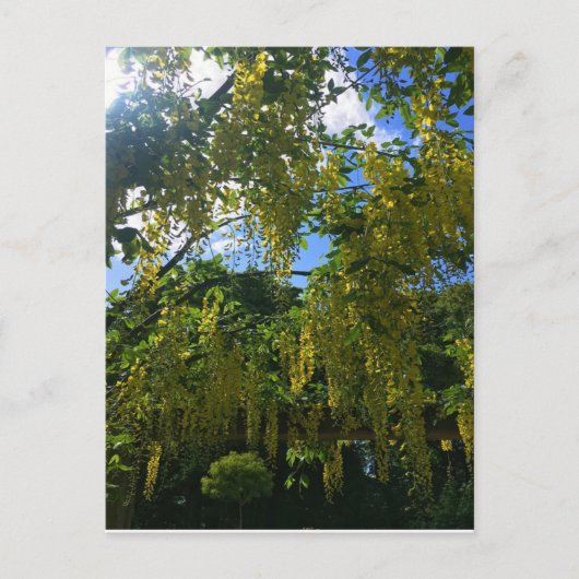 Yellow Wisteria Briefkaart (Voorkant)