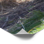 Yellow Wisteria Struik Poster (Hoek)