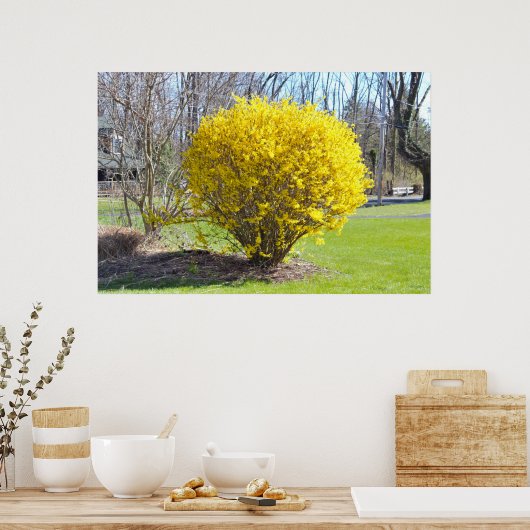 Yellow Wisteria Struik Poster (Keuken)