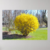Yellow Wisteria Struik Poster (Voorkant)