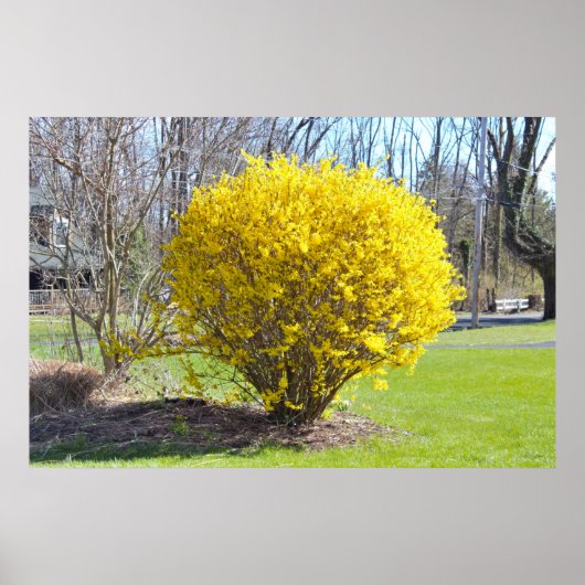 Yellow Wisteria Struik Poster (Voorkant)