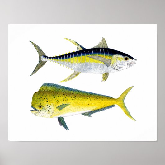 Yellowfin Tuna en Saltwater Dorado Poster (Voorkant)