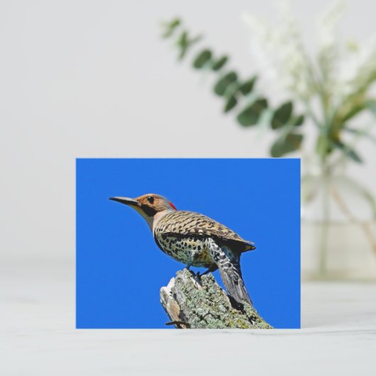 Yellowhammer Briefkaart (Staand voorkant)