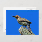 Yellowhammer Briefkaart (Voorkant / Achterkant)