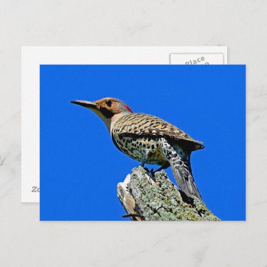 Yellowhammer Briefkaart (Voorkant / Achterkant)