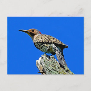 Yellowhammer Briefkaart