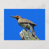 Yellowhammer Briefkaart (Voorkant)