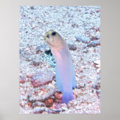 Yellowhead Jawfish met Mouthful Poster (Voorkant)