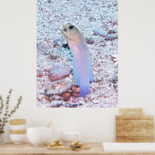 Yellowhead Jawfish met Mouthful Poster (Keuken)