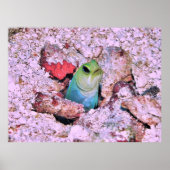 Yellowhead Jawfish Poster (Voorkant)