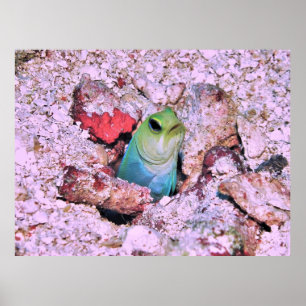 Yellowhead Jawfish Poster