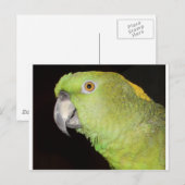 Yellownape Amazon Briefkaart (Voorkant / Achterkant)