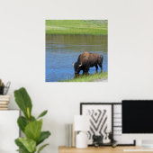 Yellowstone American Bison in Pond Poster (Thuiskantoor)