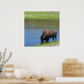 Yellowstone American Bison in Pond Poster (Keuken)