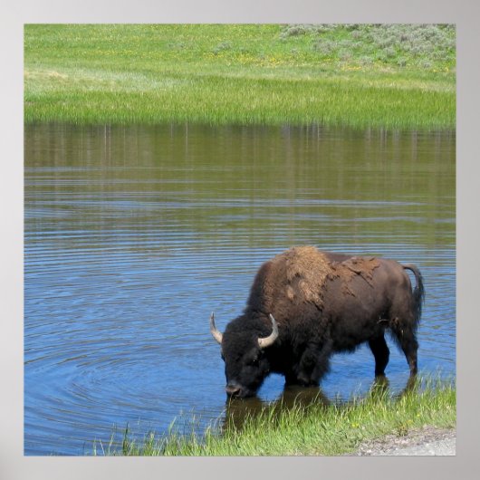 Yellowstone American Bison in Pond Poster (Voorkant)