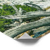 Yellowstone Angel Terrace in het Nationaal Park Poster (Hoek)