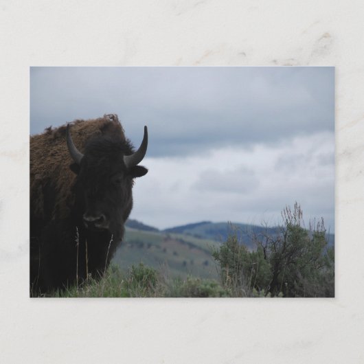 Yellowstone Bewaker Briefkaart (Voorkant)