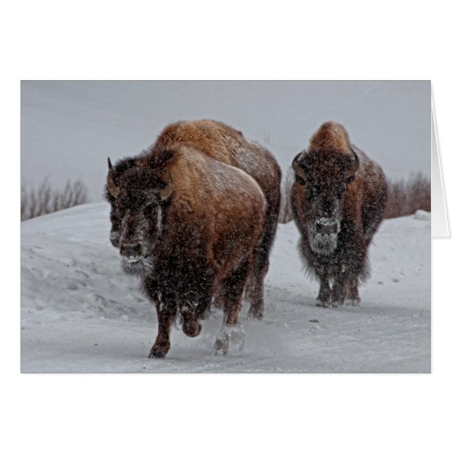 Yellowstone Bison (Voorkant Horizontaal)