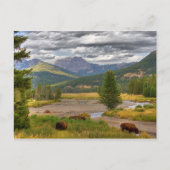 Yellowstone Bison Briefkaart (Voorkant)