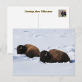 Yellowstone Bison Briefkaart (Voorkant / Achterkant)