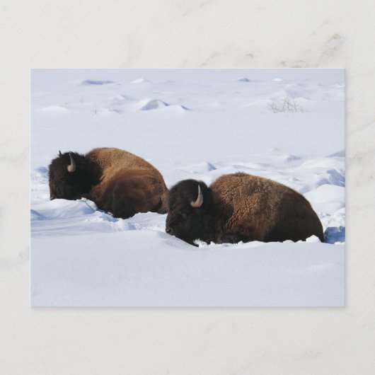 Yellowstone Bison Briefkaart (Voorkant)