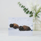 Yellowstone Bison Briefkaart (Staand voorkant)
