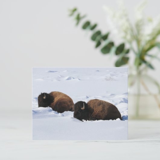 Yellowstone Bison Briefkaart (Staand voorkant)